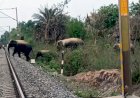 रेल ट्रैक पर अब हाथी पहले दिखेंगे