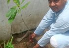 सरस्वती शिशु मंदिर परिसर में 'एक पेड़ माँ के नाम' अभियान के तहत हुआ वृक्षारोपण