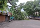 डीएम कार्यालय के पास पीपल की बड़ी डाली गिरी, टला बड़ा हादसा