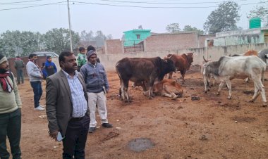 गोवंश संरक्षण में नहीं होना चाहिए लापरवाही: एसडीएम