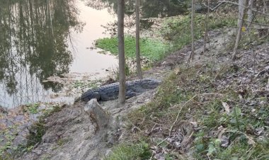 गांव के पास नदी में दिखे मगरमच्छ, दहशत में ग्रामीण