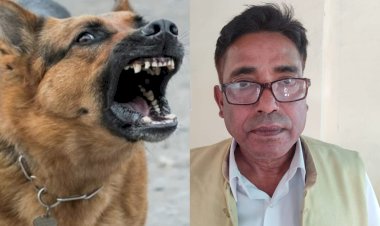 आवारा कुत्तों के आतंक से शहर परेशान, कार्रवाई की मांग