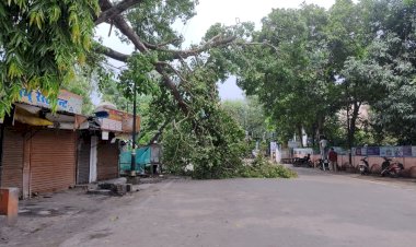डीएम कार्यालय के पास पीपल की बड़ी डाली गिरी, टला बड़ा हादसा