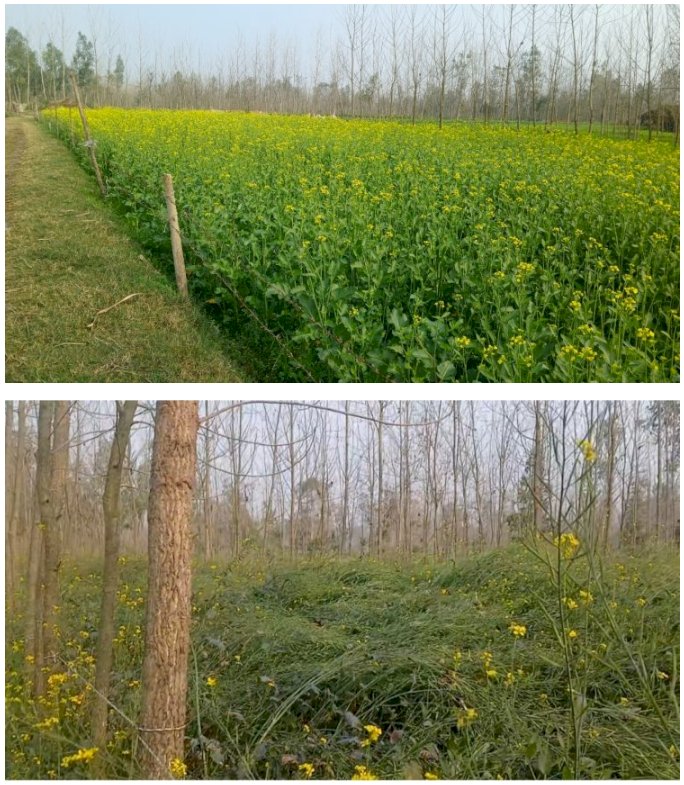 बारिश से किसानों में खुशी और चिंता दोनों