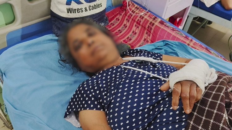 आवारा गायों के झुंड ने महिला पर किया हमला, हाथ-पैर में फ्रैक्चर