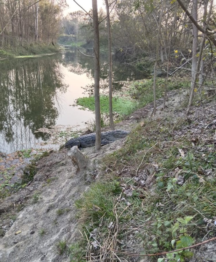 गांव के पास नदी में दिखे मगरमच्छ, दहशत में ग्रामीण