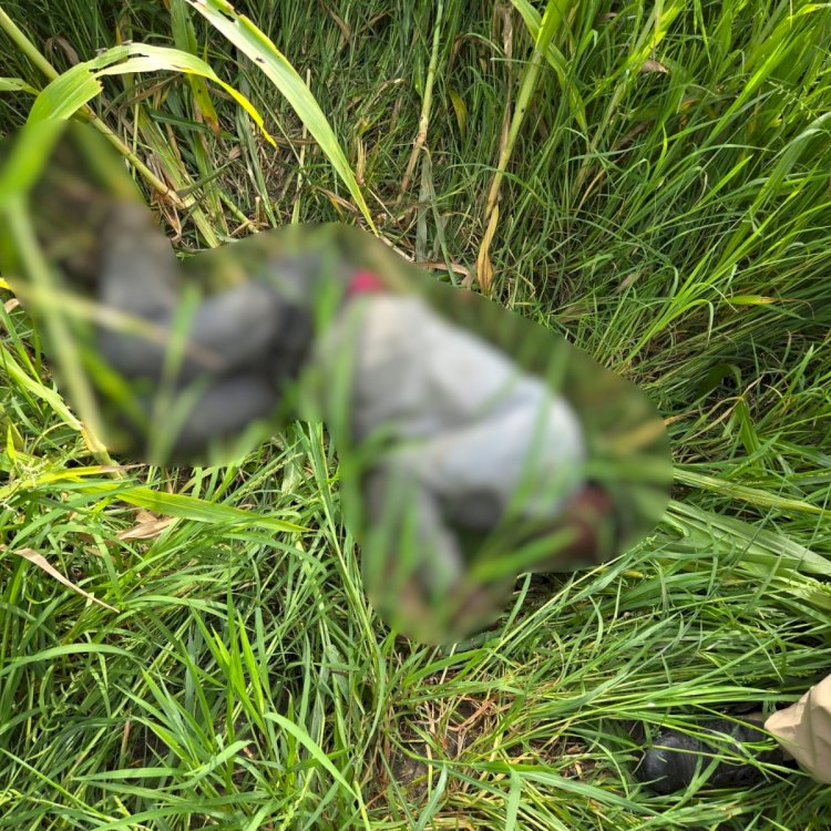 चरी के खेत में मिला मजदूर का शव, जांच शुरू