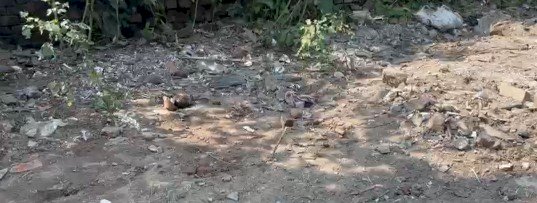 सर्किट हाउस चौराहे पर मिला नवजात का शव, जांच में जुटी पुलिस